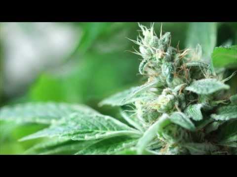 VaderVision - Trichome Check Up