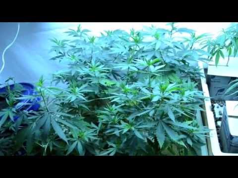 Update 2: Perpetual 2600w Automated Laboratory