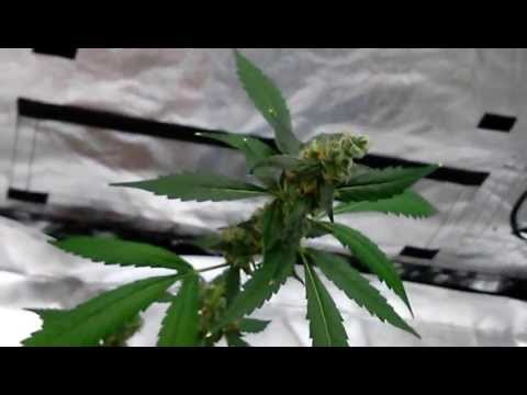 Blue Dream/Auto-Sweet Tooth/Auto-Blueberry Beginner Grow