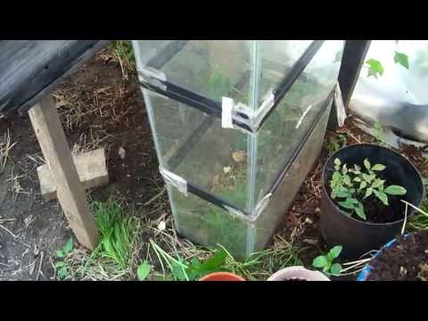 Raising Snails To make Snail Compost Tea