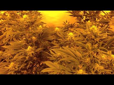 4000w MMJ grow week 4 day 26