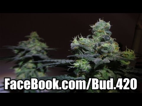 The Muppets - Devil Went Down to Jamaica