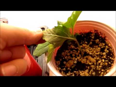 My Basic Indoor Cannabis Grow