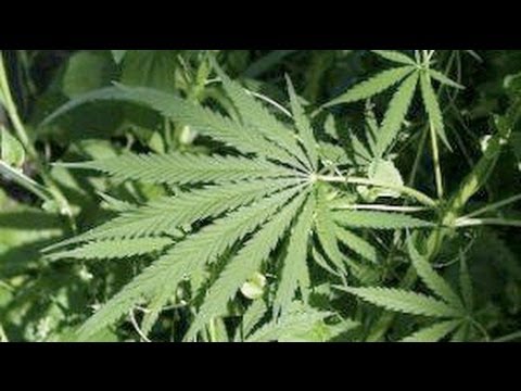 Marijuana Legalization   The Wave of the Present