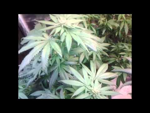 cannabis flower update and special thanx to C CASA
