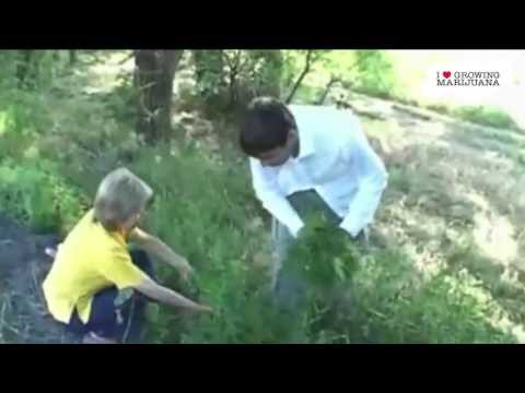 Marijuana Growing On Side Of the Road In Kazakhstan