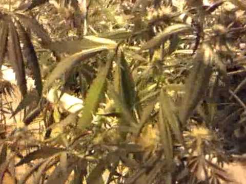 Copy of 20,000W Grow Trailer Week 6 Flowering!