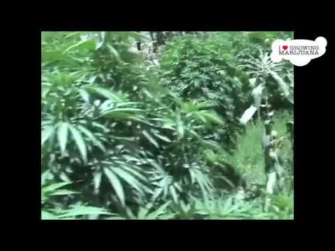 How To Grow Marijuana Outdoors