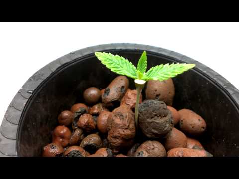 800 Watt indoor grow beginnings.