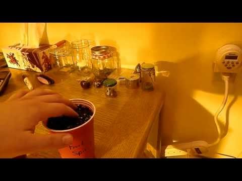 Planting Germinated Seeds