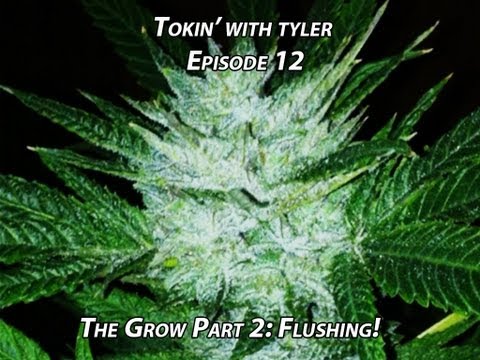 Tokin' with Tyler Episode 12: The Grow Room (Part 2: Flushing the Babes!)