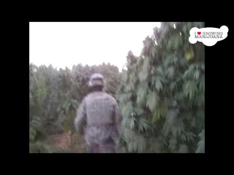 12 Feet Marijuana Plants