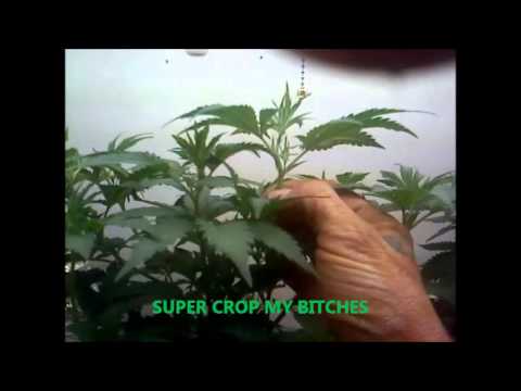 happy memorial day weekend everyone