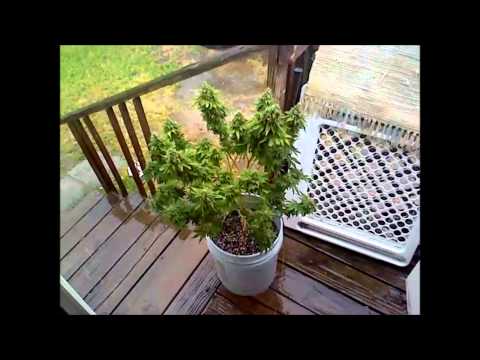 penelope taking a bath in the rain