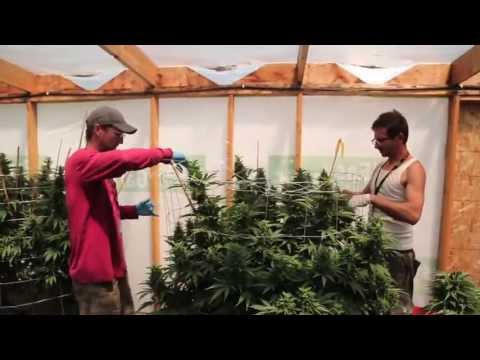 Ups and downs of the medical marijuana industry