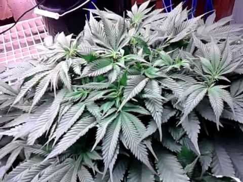 DWC day 25 veg (hash plant)