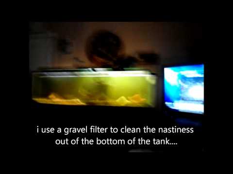 mr. bubbles' good ole fashioned nutes