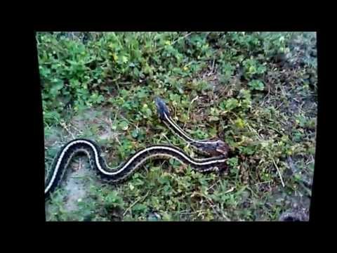 frog vs snake