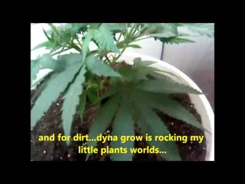 dirt dwc compare just for the fun of it..