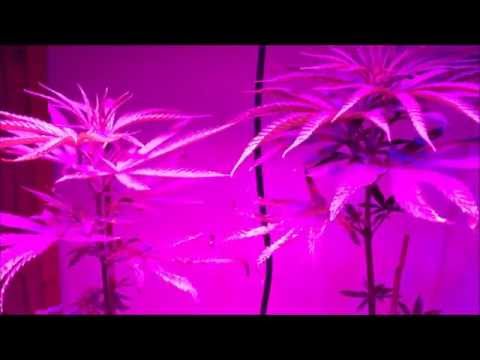 Update Marijuana Grow episode 8 (18+)