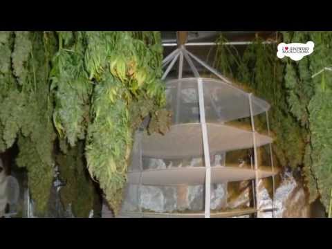 White Widow Marijuana - Indoor Growing