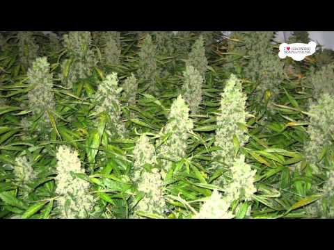 How To Grow Super Skunk Marijuana Indoors