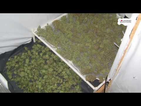 Grow Marijuana Indoors HowTo