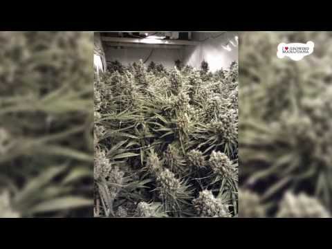 Growing Marijuana Indoors