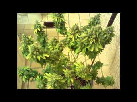 purple urkle takes at a minimum of 10 weeks to flower