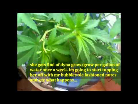 purple urkle dirt/dwc compare week 2 of veg...