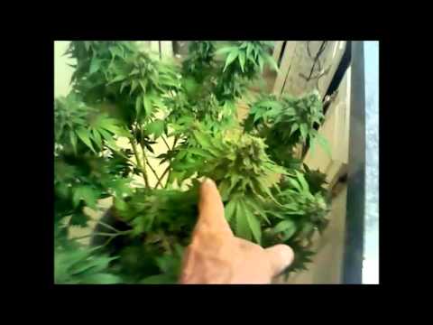 Purple Urkle start of week 8 of flower