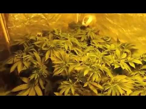 ROYAL QUEEN SEEDS OG KUSH UPDATE.6-2-13