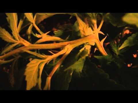 halfbaked420guys how to super crop you marijuana plants