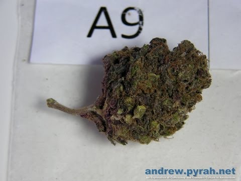 HIGHLIFE CUP 2013 BIO CATEGORY (A) PHOTOS