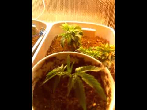 CFL Indoor Grow, 300w's Fox farms Lst FIM