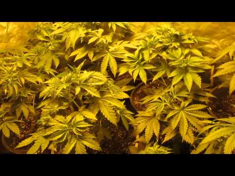 ROYAL QUEEN SEEDS OG KUSH