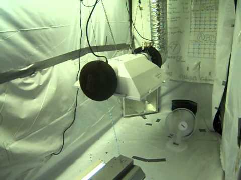 High Heat Autoflower Grow!