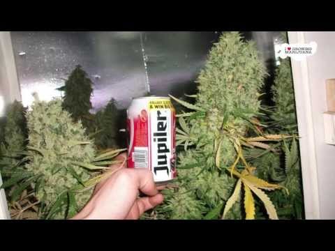 Small Indoor Marijuana Grow Room - Nice Setup