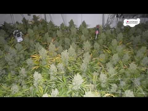 Super Skunk Marijuana Grown Indoors