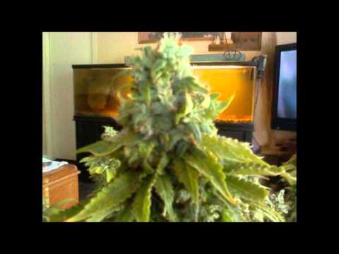 R.I.P. Penelope the Purple Urkle Beast!