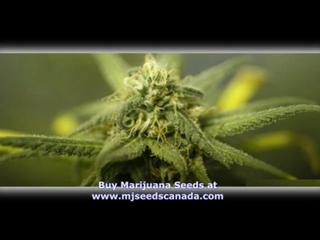 the best sources of marijuana seeds