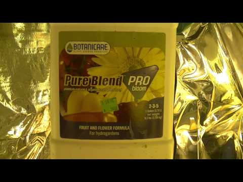 flower room update nutrient discussion