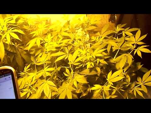 DWC grow #2 update 2