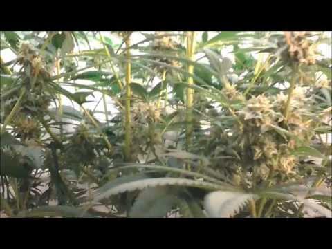 DWC HYDRO GROW / CACTUS COOLER