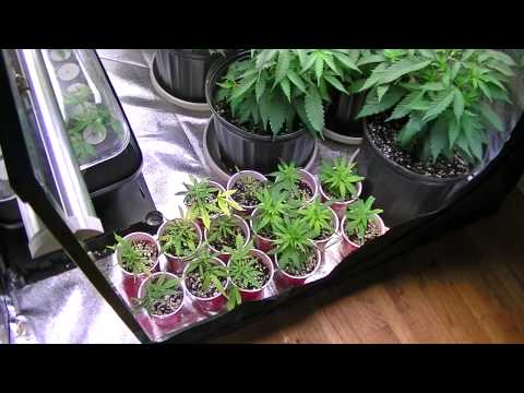 veg tent up date and a new strain