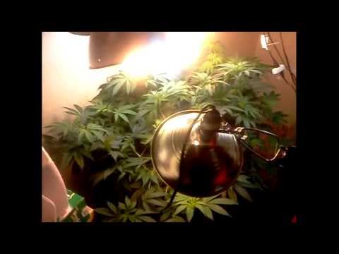 CFL -- Closet Grow (Extremely Low Budget) wk#11