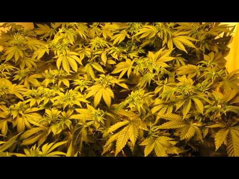 growing marijuana with WORM TEA../ COMPOST TEAS..