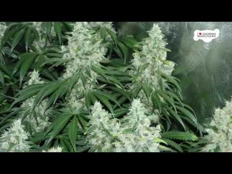 Indoor Marijuana Growing - High Yield