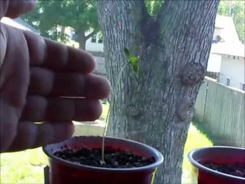 Operation Aardvark Drop and Some Tomatoes