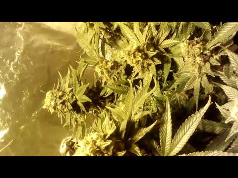 Stash Jar - LaPlata Labs Bug Skunk, THSeeds Critical HOG (Day 56)